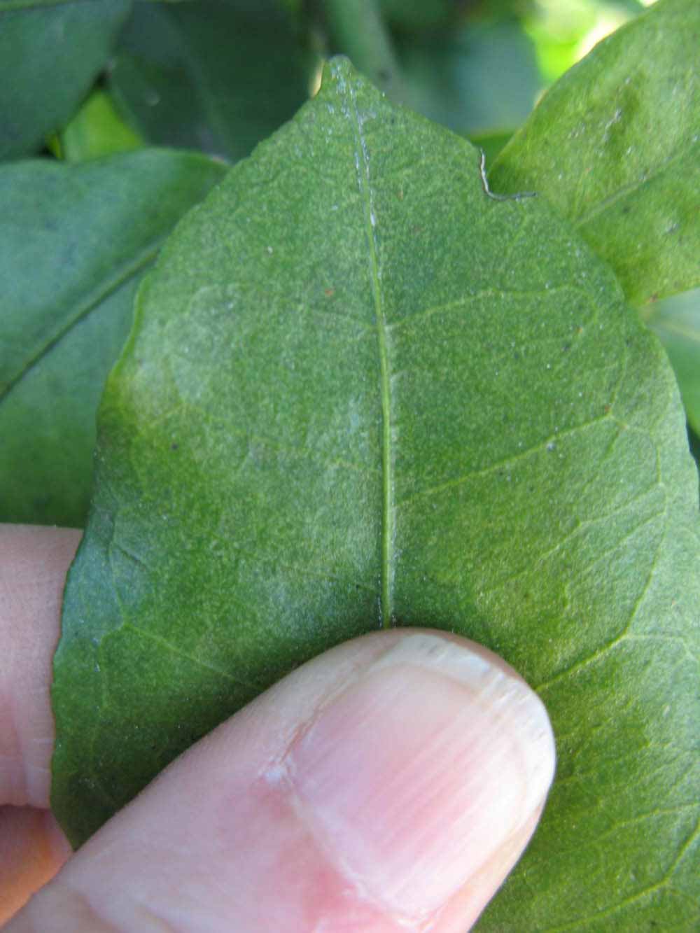              Margin (Winter Haven, FL)       